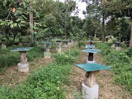 Propolis yang terdapat pada lebah trigona juga dapat digunakan untuk perawatan dan juga. Madu Kelulut Sumber Vitamin C Semulajadi Terbaik Cegah Covid 19 Prebiu Com