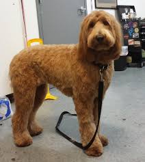 Types Of Goldendoodle Haircuts Google Search Goldendoodle Grooming Goldendoodle Haircuts Labradoodle Grooming