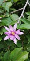 Image result for Grewia microcarpa