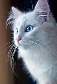 Pure Breed White Cats With Blue Eyes Have A 65 To 85 Chance Of Suffering From Hereditary Deafness Caused By A Dominant Masking Gene R Awwducational
