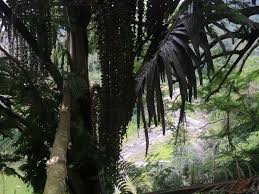 We did not find results for: Antara Musang Dan Pohon Enau Analisa Www Indonesiana Id