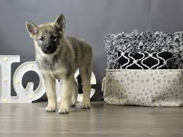 Image result for norwegian elkhound grey