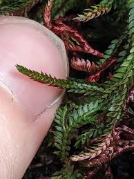 Image result for Strobilanthopsis