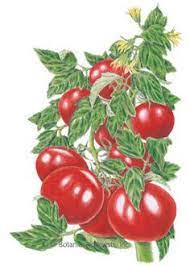 Hasil akhir video ini(pokok tomato y berbuah) bukan pokok tomato yang di cantas dan di baja ketika rakaman video ini di buat. 100 Tomato Fun Ideas Tomato Vintage Seed Packets Vintage Labels