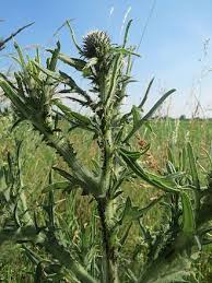 Image result for Cirsium  buchwaldii