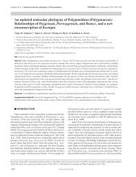 Image result for Oxygonum dregeanum