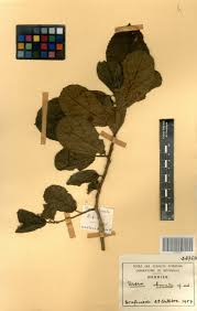 Image result for Scepocarpus