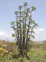 Image result for Obetia