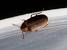 Common Furniture Bugs
