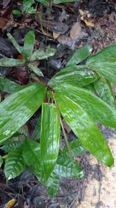Image result for Olyra latifolia