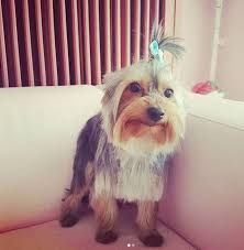 Haircuts For Yorkies With Floppy Ears Check out our images of yorkies selection for the very best in unique or custom, handmade pieces from our shops. haircuts for yorkies with floppy ears