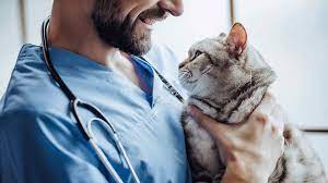 Buprenorphine For Cats How Buprenex Works Dosage Side Effects