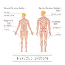 Chart of different human organ system. Central Nervous System Definition Function Parts Biology Dictionary