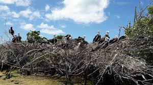 Trip Reports For Our Every Endemic Trips Birding The Islands