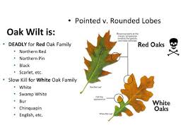Oak Wilt 101 Michiganoakwilt Org