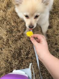 Lick The Dandelion Dogs Corgi Animals