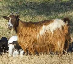 Miniature Silky Fainting Goats Goats Fainting Goat Miniatures