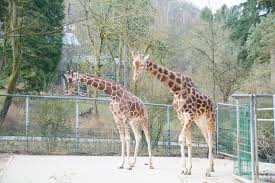 Der neunkirchener zoo ist ein besonders herausragender zoologischer garten im saarland. 2017 02 Zoo Neunkirchen 44 Rukhis Expedition