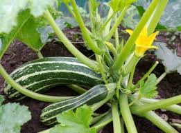 Zucchini squash have a fairly high water content and the plants will benefit greatly from consistent watering. Information About Pruning Zucchini Plants