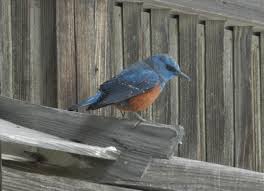 つむぎの家の住人”イソヒヨドリ” : 大小迫 つむぎの家