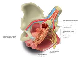 It is bound by the bones of the pelvis and the muscles of the pelvis and lower abdomen. Anterior View Of Female Pelvis Internal Organs And Innervation Latin And English Labels Anatomytool