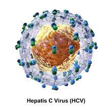 Суммарные антитела к вирусу вирус гепатита с, определение рнк кол. Hepatitis C Virus Wikipedia