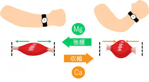 マグネシウム＆カルシウムと筋肉の関わり | 知って得する 麦×栄養素 | 讃岐うどんならおまかせ 吉原食糧(株)