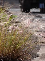 Image result for Melinis repens