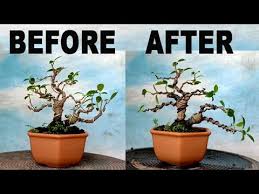 Pembentukan Ulang Bahan Bonsai Mame Kimeng Youtube