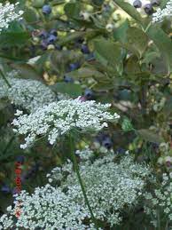 Queen Anne S Lace Butterfly Host Plant And Blueberry Protector Queen Annes Lace Plants Garden Care