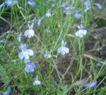 Image result for Lobelia sonderiana