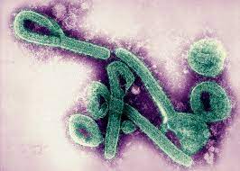 Number 1 2017 uganda uganda seems to be ground zero for the marburg virus as the country with the most recorded ones. Mysterious Hemorrhagic Fever Outbreak Stumps Disease Detectives Public Radio Tulsa