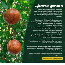 Image result for Xylocarpus