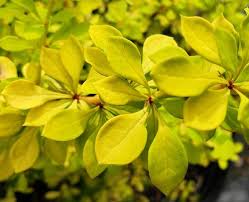 Image result for Berula thunbergii