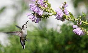 Flowers with a long blooming period or repeat blooming will also provide the birds (and other pollinators) with a consistent food supply for weeks to come. Best Time To See Hummingbirds In Michigan 2021 When To See Rove Me