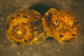 Image result for Helichrysopsis