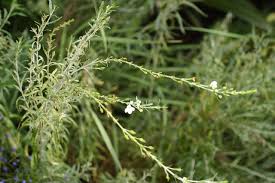 Image result for Gomphostigma