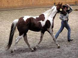 Alexander the great, isn't called great for no reason, as many know, he accomplished a lot in his short lifetime. 60 Horse Riding Racing Quiz Questions Horses General Trivia Trivia Qq