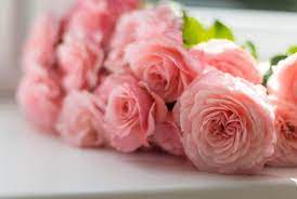 Twelve flowers of the year my granny likes nature very much. 11 Different Flowers That Almost Look Like Roses With Pictures Conserve Energy Future