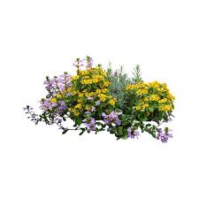 575a3b4bc43e Png Liked On Polyvore Featuring Flowers Plants Garden Backgrounds Nature Effects Filler And Scen Tree Photoshop Photoshop Landscape Plants