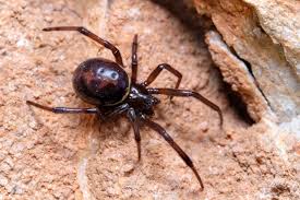 Die australische trichternetzspinne gehört zu den giftigsten arachniden der welt. Schwarze Witwen Echt Oder Falsch
