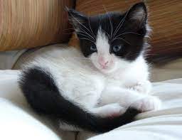 Hyde Park Cats Tnr Sweet Pea Kittens Kitten Adoption Kittens Cute Cats