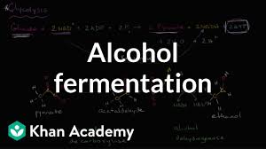 Alcohol Or Ethanol Fermentation Video Khan Academy