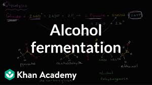 alcohol or ethanol fermentation video khan academy