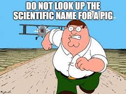 Pin On Memes
