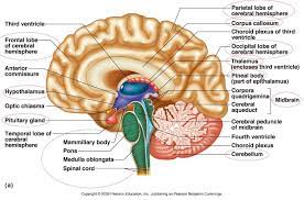Human Brain Anatomy Koibana Info Brain Diagram Human Brain Parts Human Brain Anatomy
