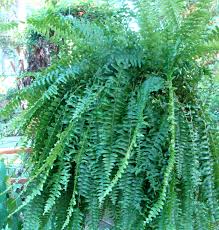 This post will focus on fern care in general, but i will illustrate using nephrolepsis exaltata plants, or the common boston fern. Indoor Ferns Home Garden Information Center