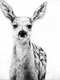 Black And White Animal Drawings Realistic I Came Across These Animal Drawings By Sydney Based Artist Jaimee Paul And Was Amazed By Just How Re Pencil Drawings Of Animals Animal Drawings Pencil Portrait