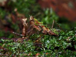 Image result for Huberantha mossambicensis