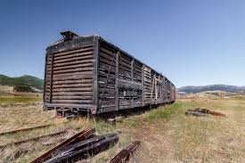 Image result for cattle cars